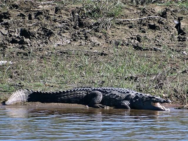 Marsh mugger crocodile basking on the Rapti riverbank