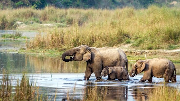 Elephants at the Khorsor Elephant Breeding Centre