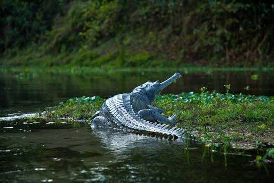 Gharial crocodile basking on the riverbank in Chitwan