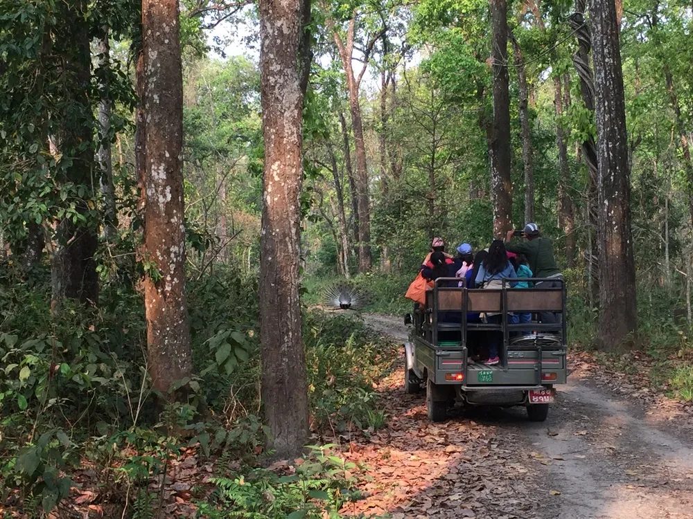 Open jeep safari driving through sal forest in Chitwan