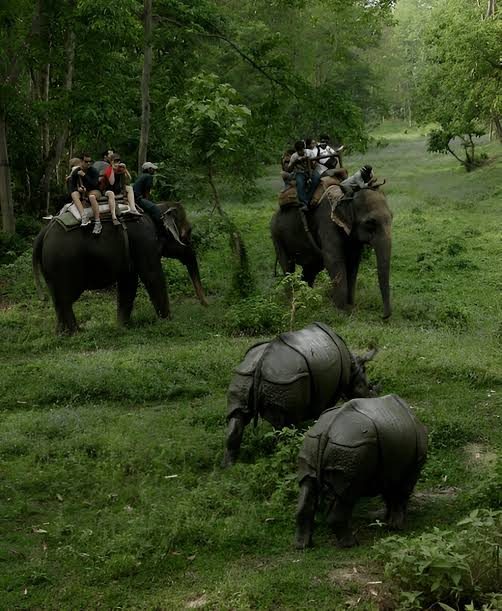 One-horned rhinos grazing near the jungle trail in Chitwan
