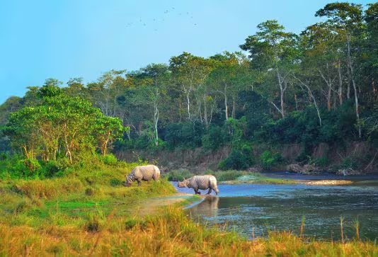 One-horned rhino spotted on a Chitwan jungle safari