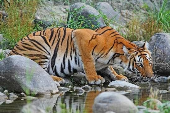 Royal Bengal tiger crouched at a jungle stream in Chitwan