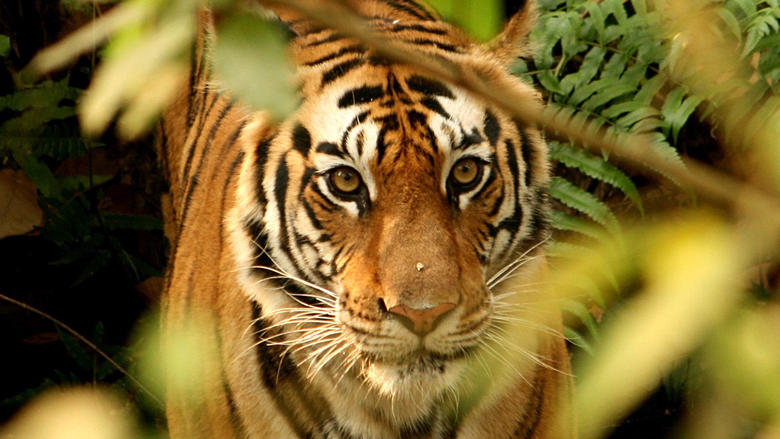 Royal Bengal tiger peering through jungle foliage in Chitwan