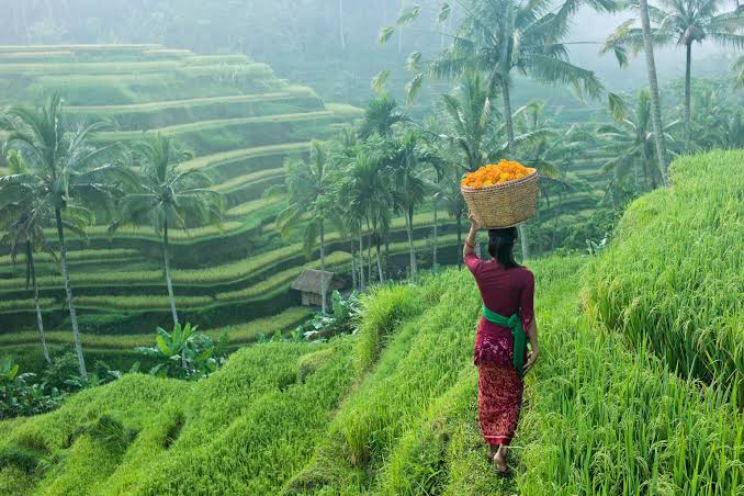 Green terraced rice fields at Tegalalang near Ubud